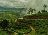 Munnar-the pearl of God's